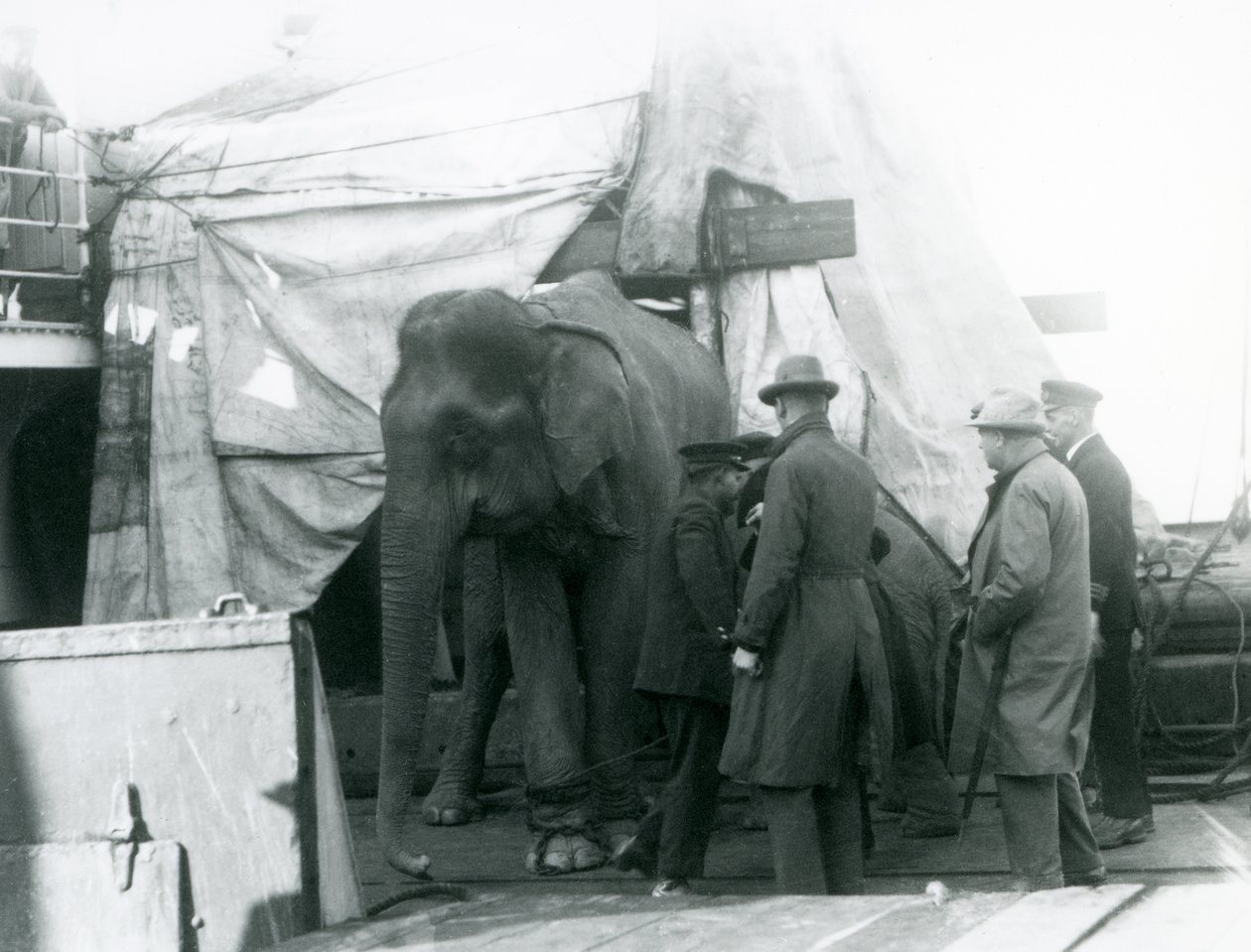 Burman norsu, joka oli suojassa osittain peitteen alla kannella kouluttajan ja neljän muun miehen kanssa matkustamassa Lontoon eläintarhaan vuonna 1927 (b/w kuva) tekijältä Frederick William Bond