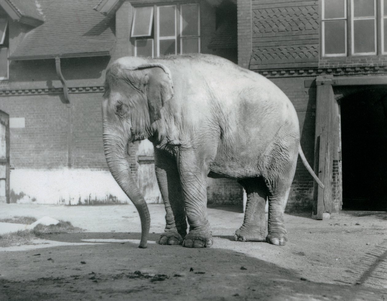 Burman norsu seisomassa Elephant Housen ulkopuolella Lontoon eläintarhassa vuonna 1929 (m/v kuva) tekijältä Frederick William Bond