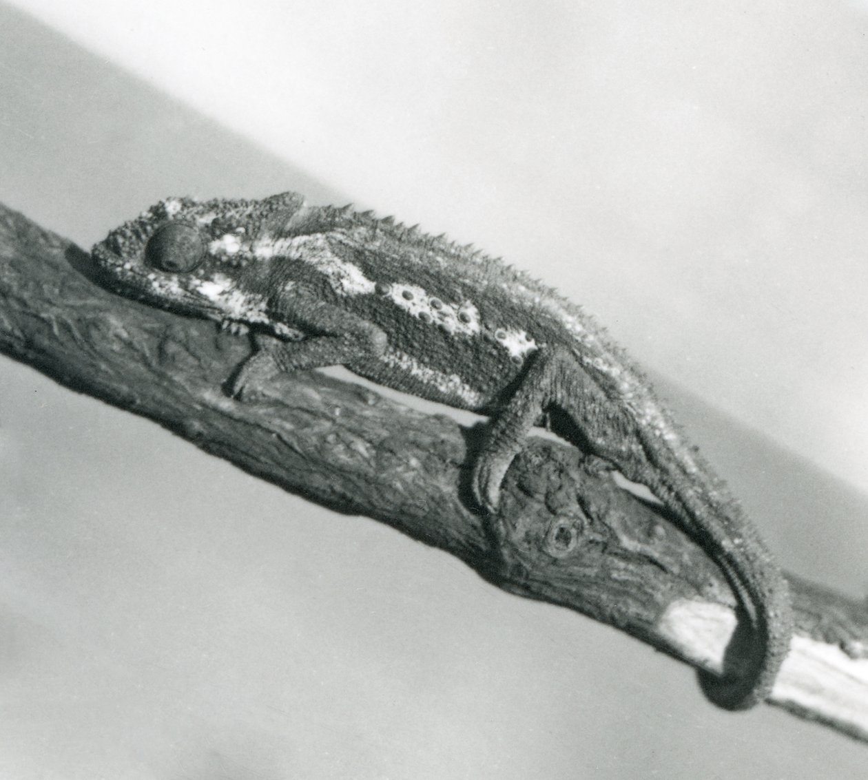 Cape Dwarf Chameleon, joka pitää kiinni haarasta, Lontoon eläintarha, 1927 tekijältä Frederick William Bond
