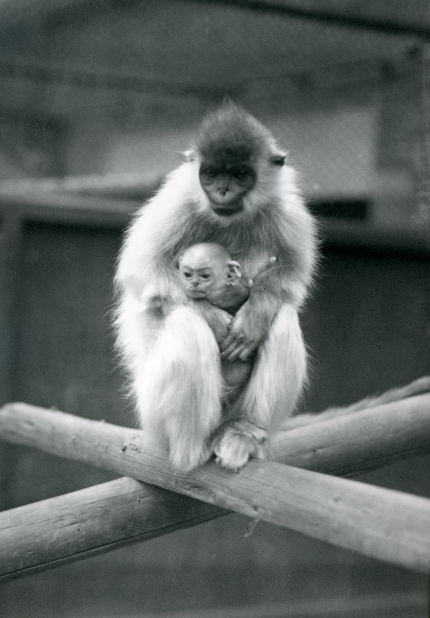Cappped Langur pitelee vauvaa istuessaan palkin päällä. Lontoon eläintarha, 6. lokakuuta 1913 tekijältä Frederick William Bond