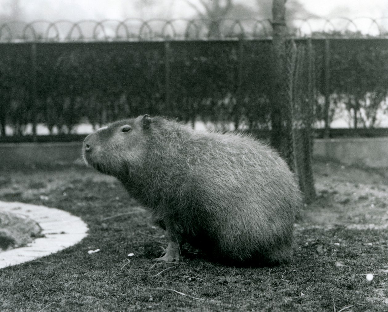 Capybara istui aitauksessaan Lontoon eläintarhassa elokuussa 1927 tekijältä Frederick William Bond