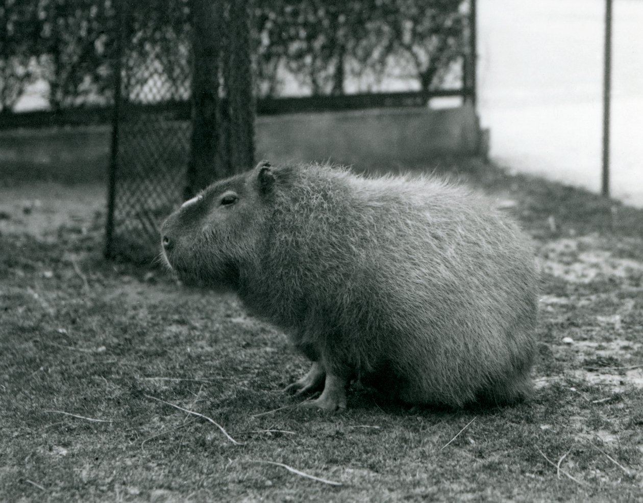 Capybara istuu aitauksessaan Lontoon eläintarhassa kesäkuussa 1927. tekijältä Frederick William Bond