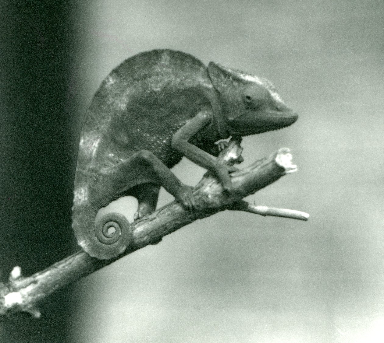 Kameleontti, joka pitää kiinni haaran päästä, Lontoon eläintarha, 1927 tekijältä Frederick William Bond