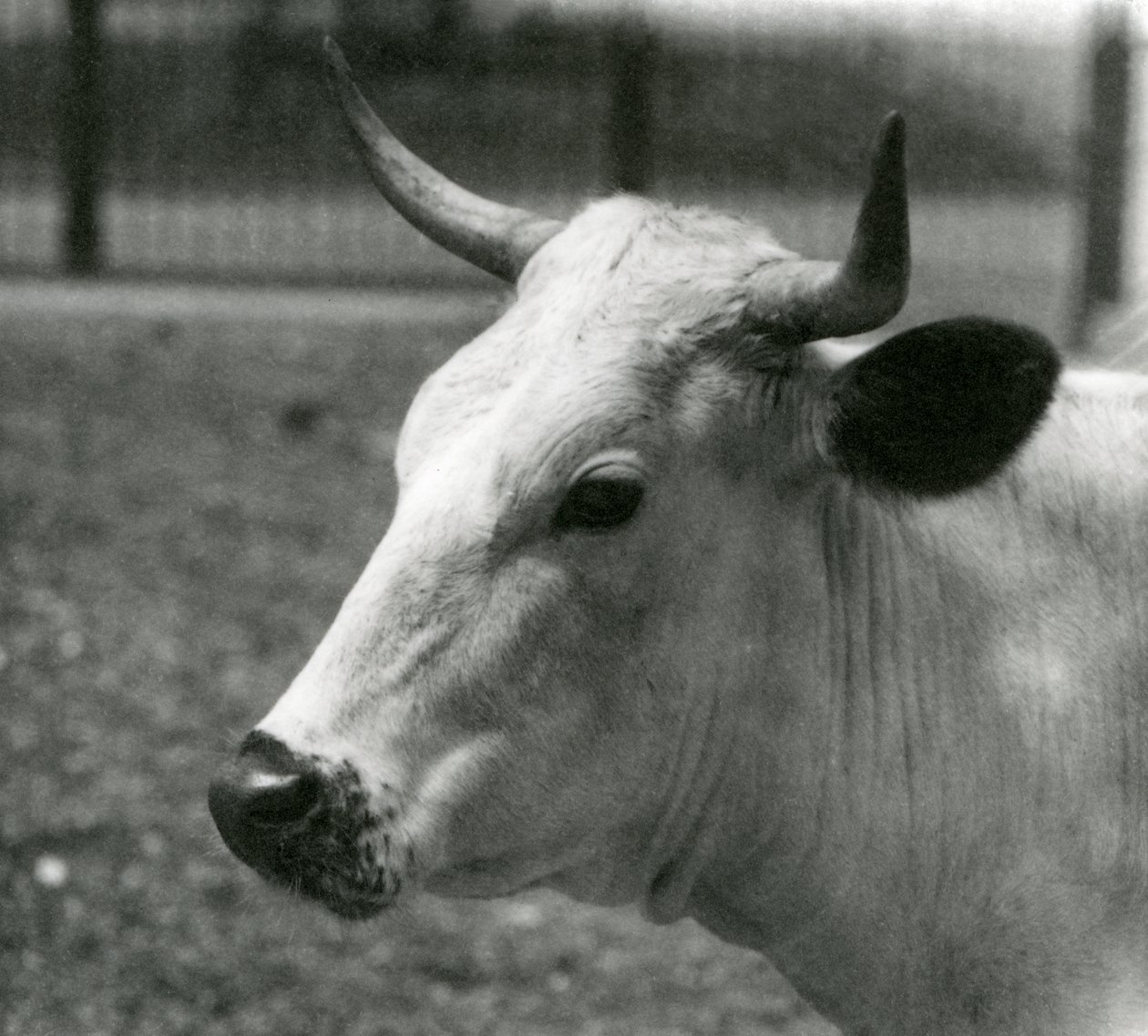 Chartley Cow Lontoon eläintarhassa heinäkuussa 1924 tekijältä Frederick William Bond