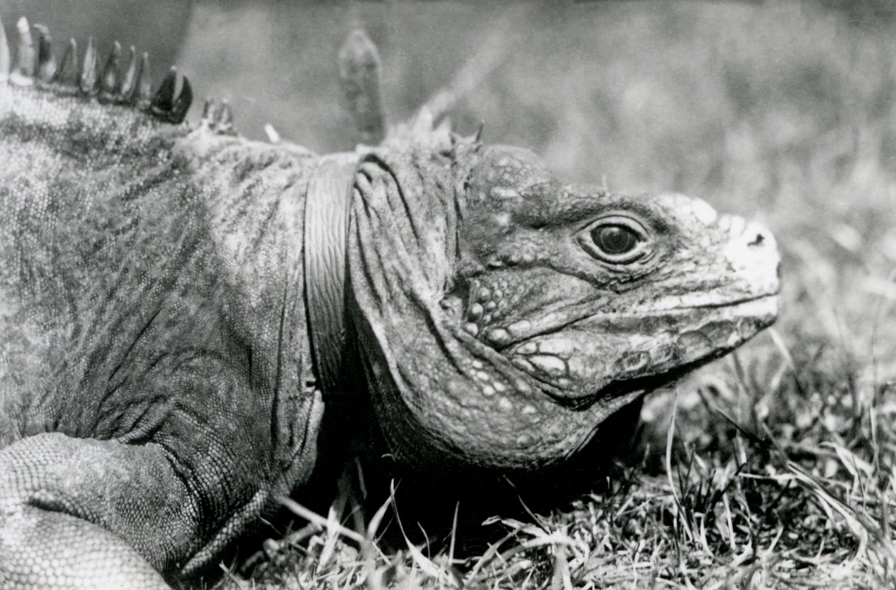 Pilvinen kallio Iguana Methuselah, kaulus päällä, kävelee nurmikolla Lontoon eläintarhassa, heinäkuu 1924 tekijältä Frederick William Bond