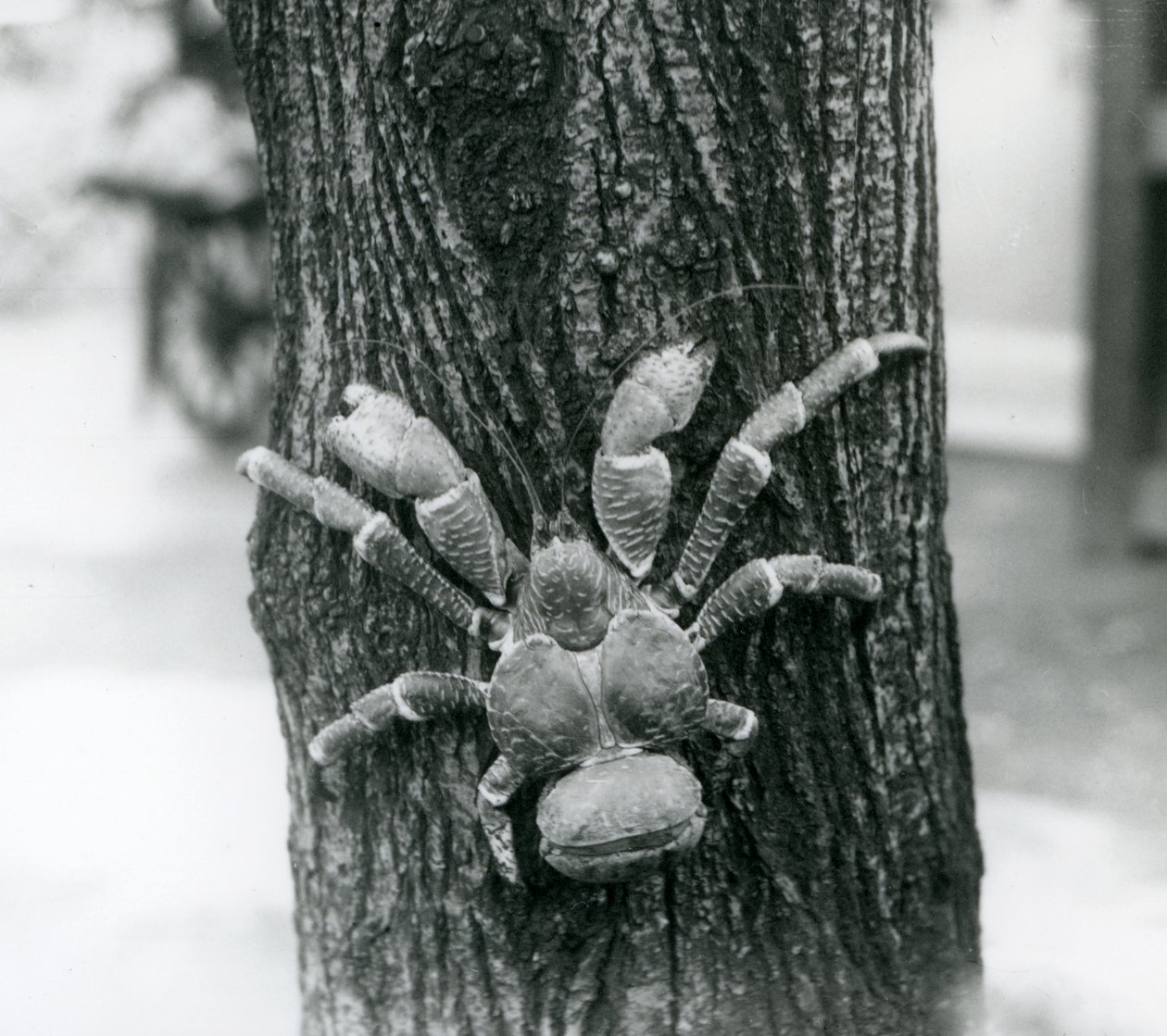 Kookospähkinärapu kiipeämässä puuhun, Lontoon eläintarha, 1927. tekijältä Frederick William Bond