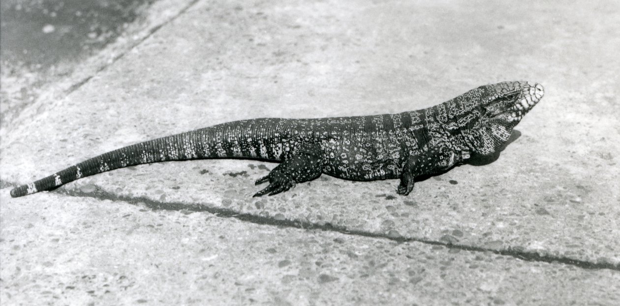 CommonGoldGoldenBlackColumbian Tegu eli tiikerilisko Lontoon eläintarhassa elokuussa 1926. tekijältä Frederick William Bond