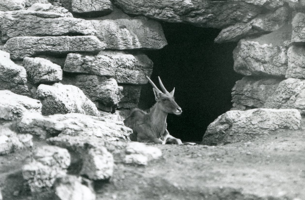 Tavallinen Eland, joka lepää suojansa sisäänkäynnissä kivien keskellä Eland/Antelope Paddockissa Lontoon eläintarhassa vuonna 1929 (m/w kuva) tekijältä Frederick William Bond
