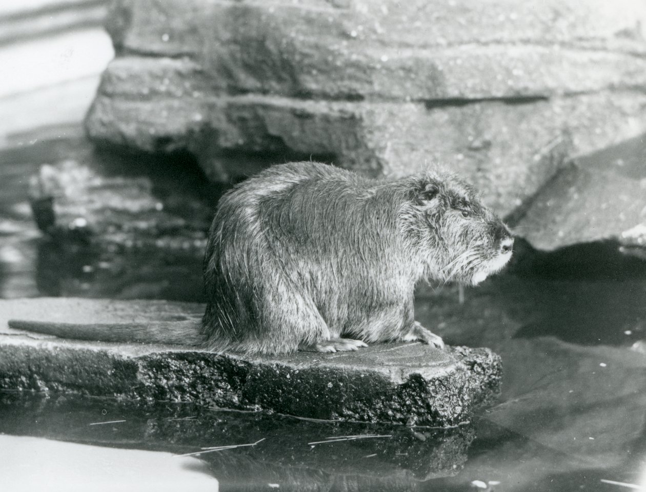 Coypu istumassa kivisellä reunalla uima-altaassa aitassaan Lontoon eläintarhassa, helmikuussa 1928 (b/w kuva) tekijältä Frederick William Bond