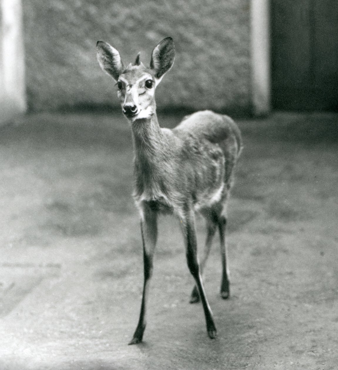 CrownSahel West African Bush Duiker Lontoon eläintarhassa elokuussa 1927 tekijältä Frederick William Bond