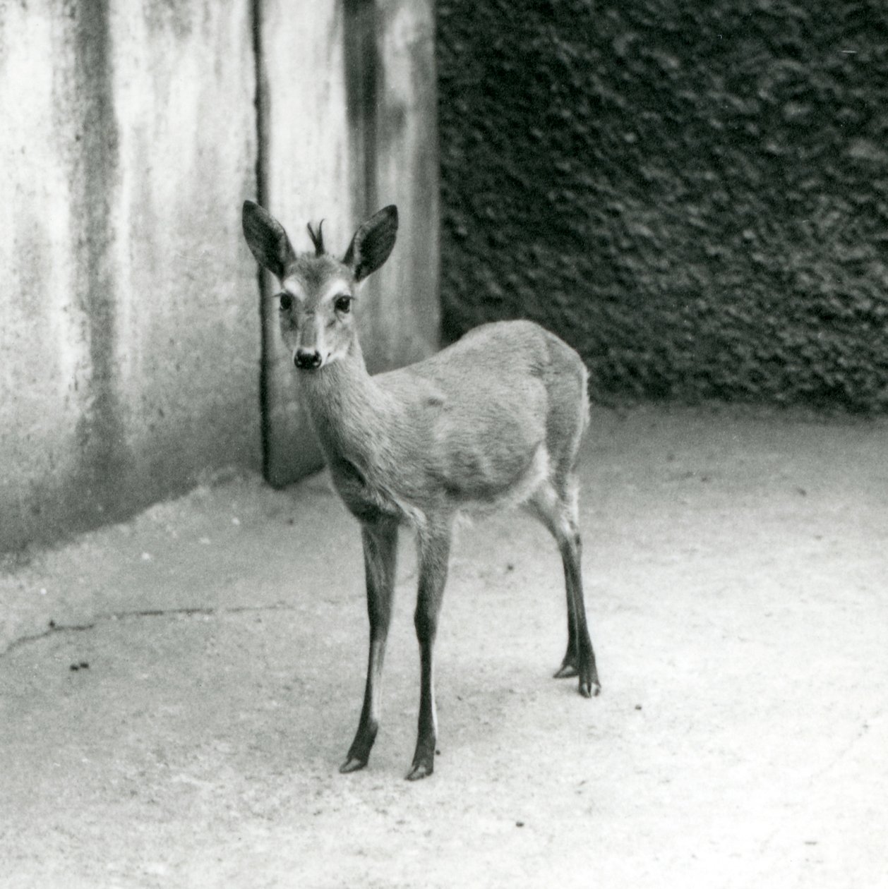 CrownSahel West African Bush Duiker Lontoon eläintarhassa elokuussa 1927 tekijältä Frederick William Bond