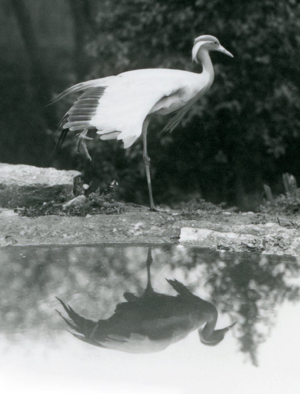 Demoiselle Crane seisoo yhdellä jalalla peilimäisen heijastuksen kanssa alla olevassa uima-altaassa, Lontoon eläintarha tekijältä Frederick William Bond