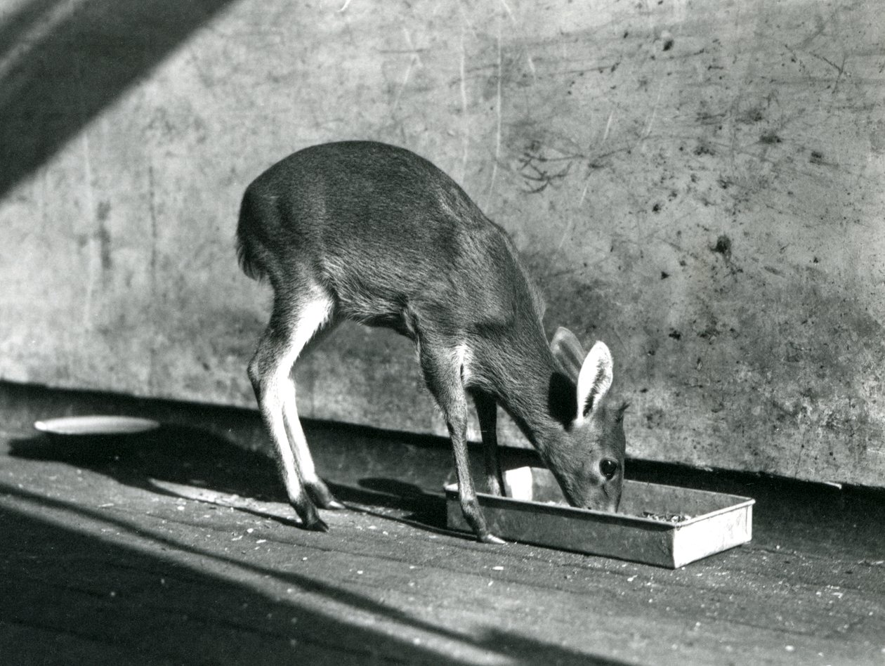 Duiker ruokailee maassa olevasta tarjottimesta, Lontoon eläintarha, heinäkuu 1925. tekijältä Frederick William Bond