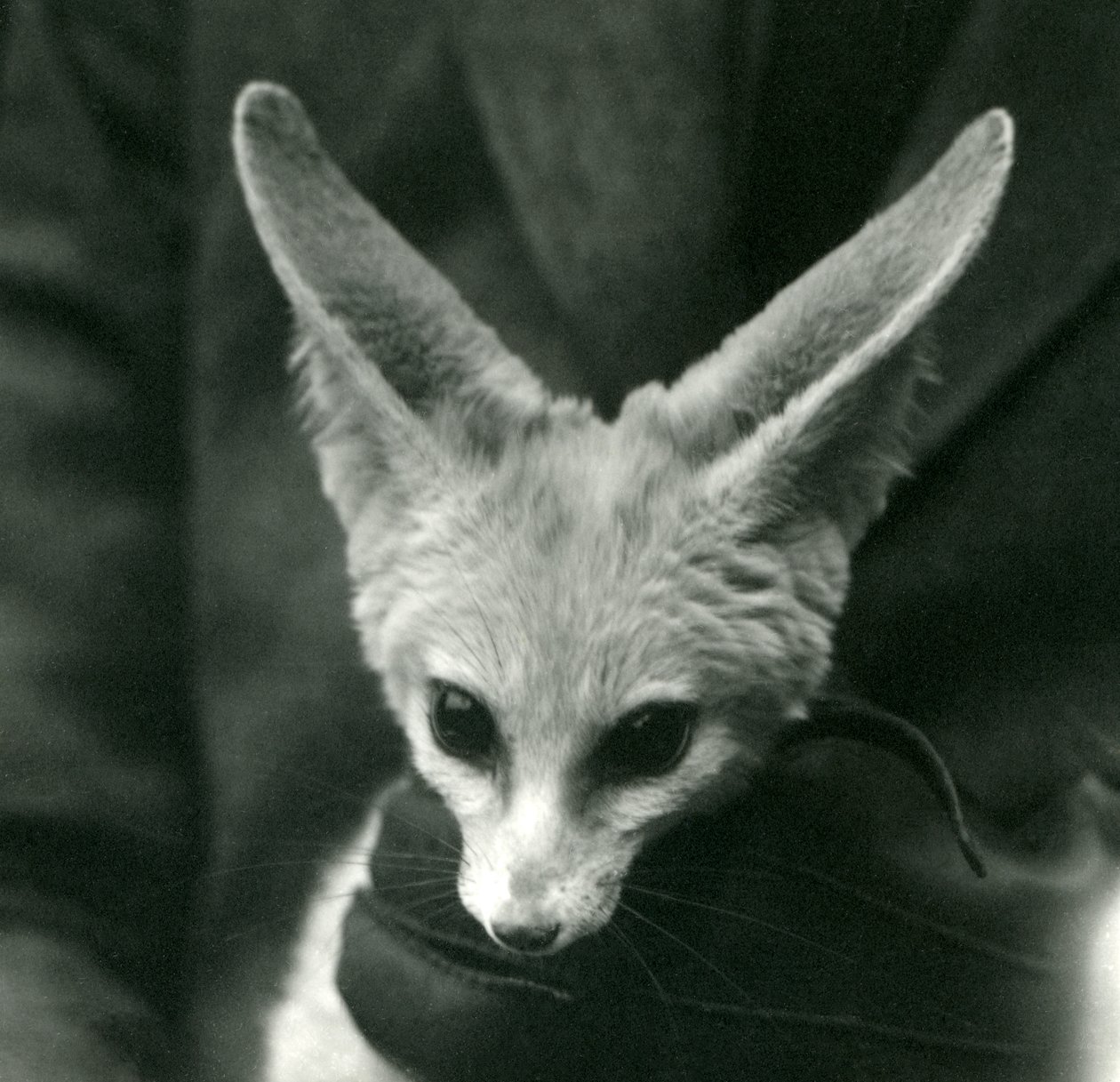 Fennc Foxia pitää kaulassa hansikkaat vartija, 1924 tekijältä Frederick William Bond