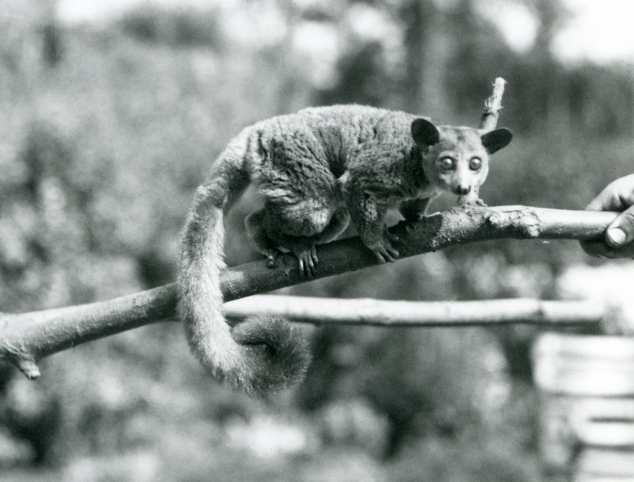 Galago kävelee oksaa pitkin, jota pitää hallussaan Lontoon eläintarha tekijältä Frederick William Bond