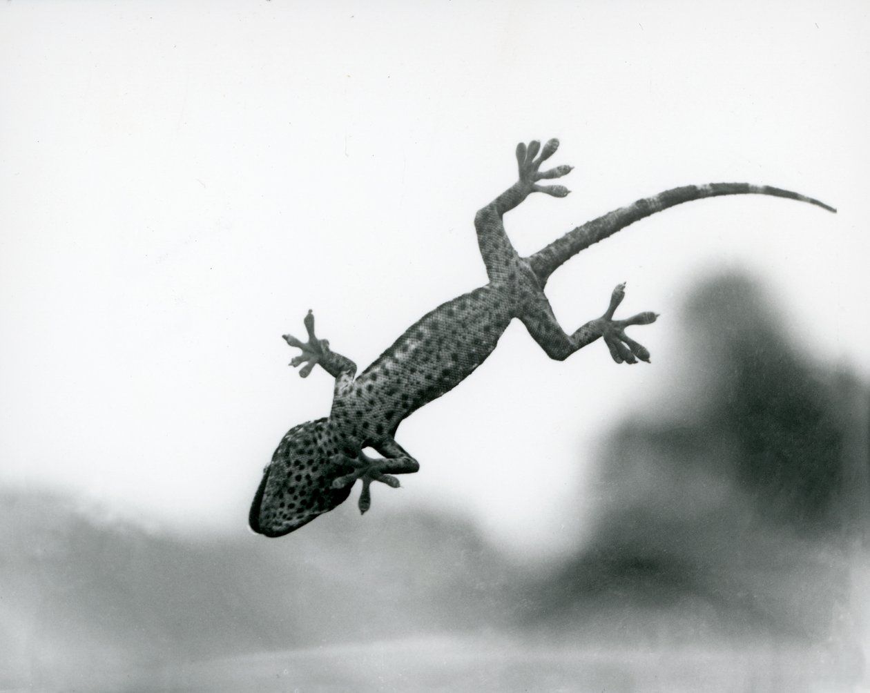 Gecko alhaalta nähtynä, kun se kiipeää lasille ja näyttää erikoistuneita jalkatyynyjä, Lontoon eläintarha, elokuu 1928 (b/w kuva) tekijältä Frederick William Bond