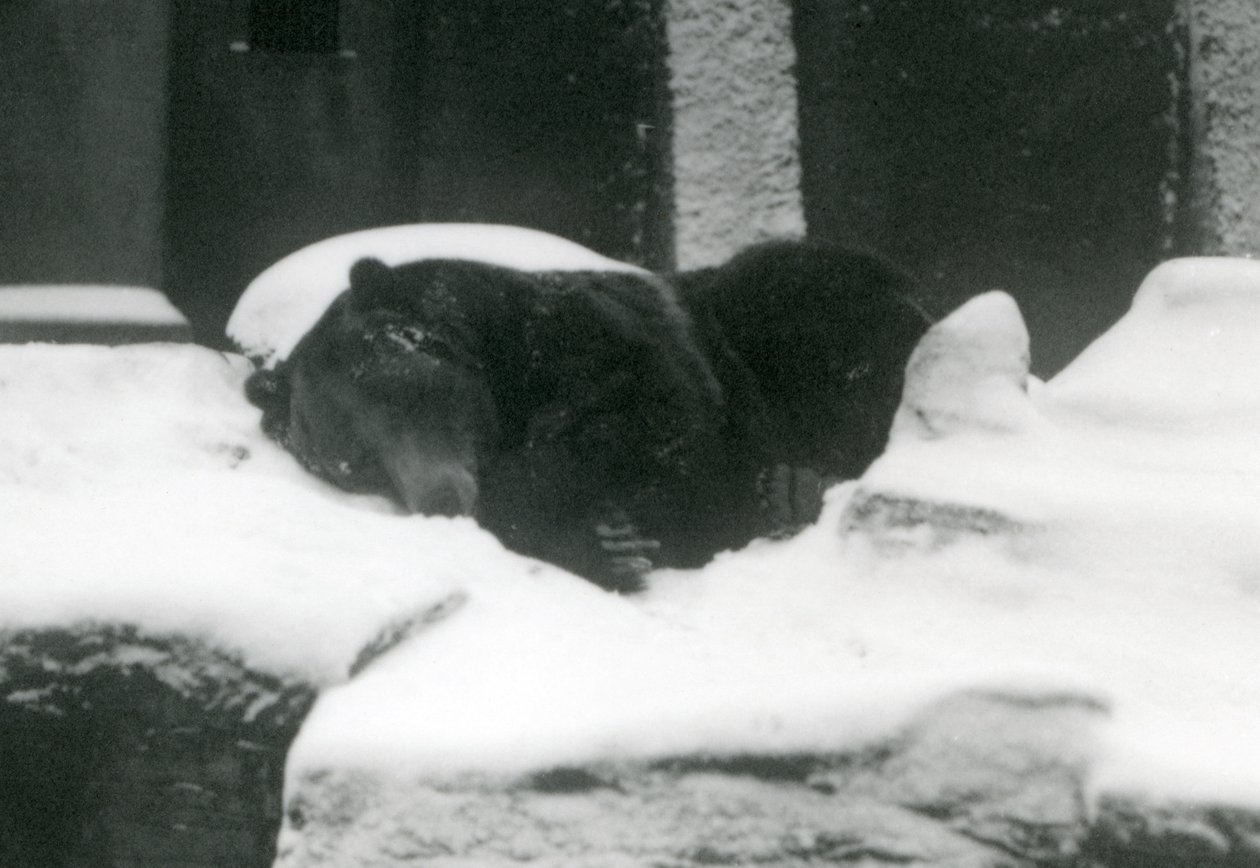 Grizzly-karhu nukkumassa lumessa, Lontoon eläintarha, 1924 tekijältä Frederick William Bond