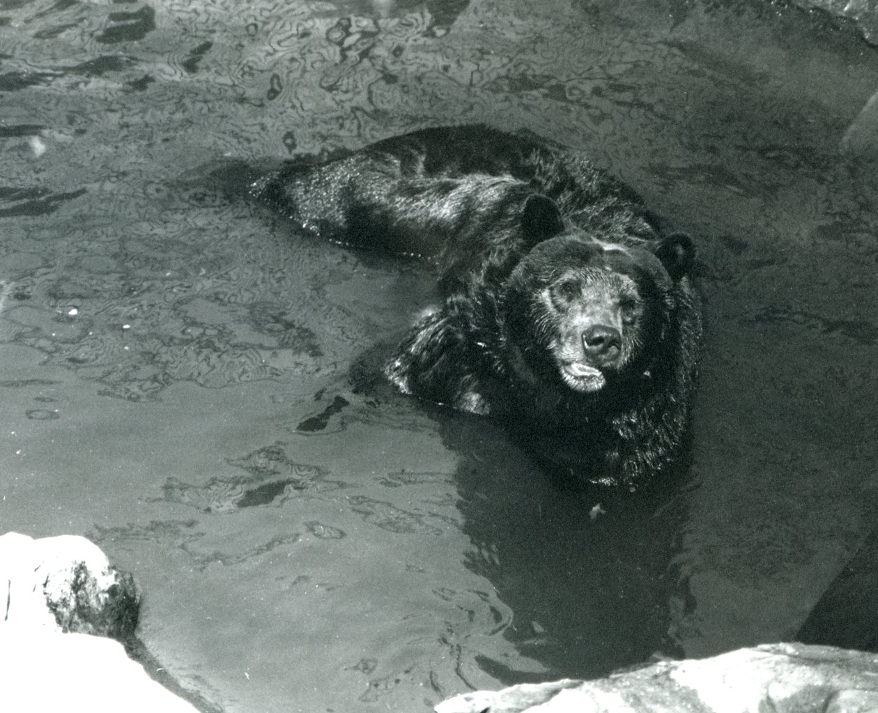 Grizzly Bear kylpee uima-altaassa Lontoon eläintarhassa vuonna 1924 tekijältä Frederick William Bond