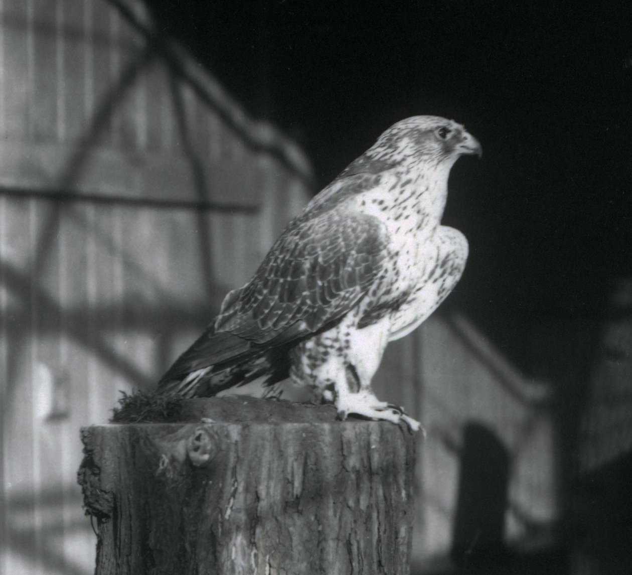 Lontoossa, Lontoon eläintarhassa, joulukuu 1925, tukilla lepäävä kiurupöllö tekijältä Frederick William Bond