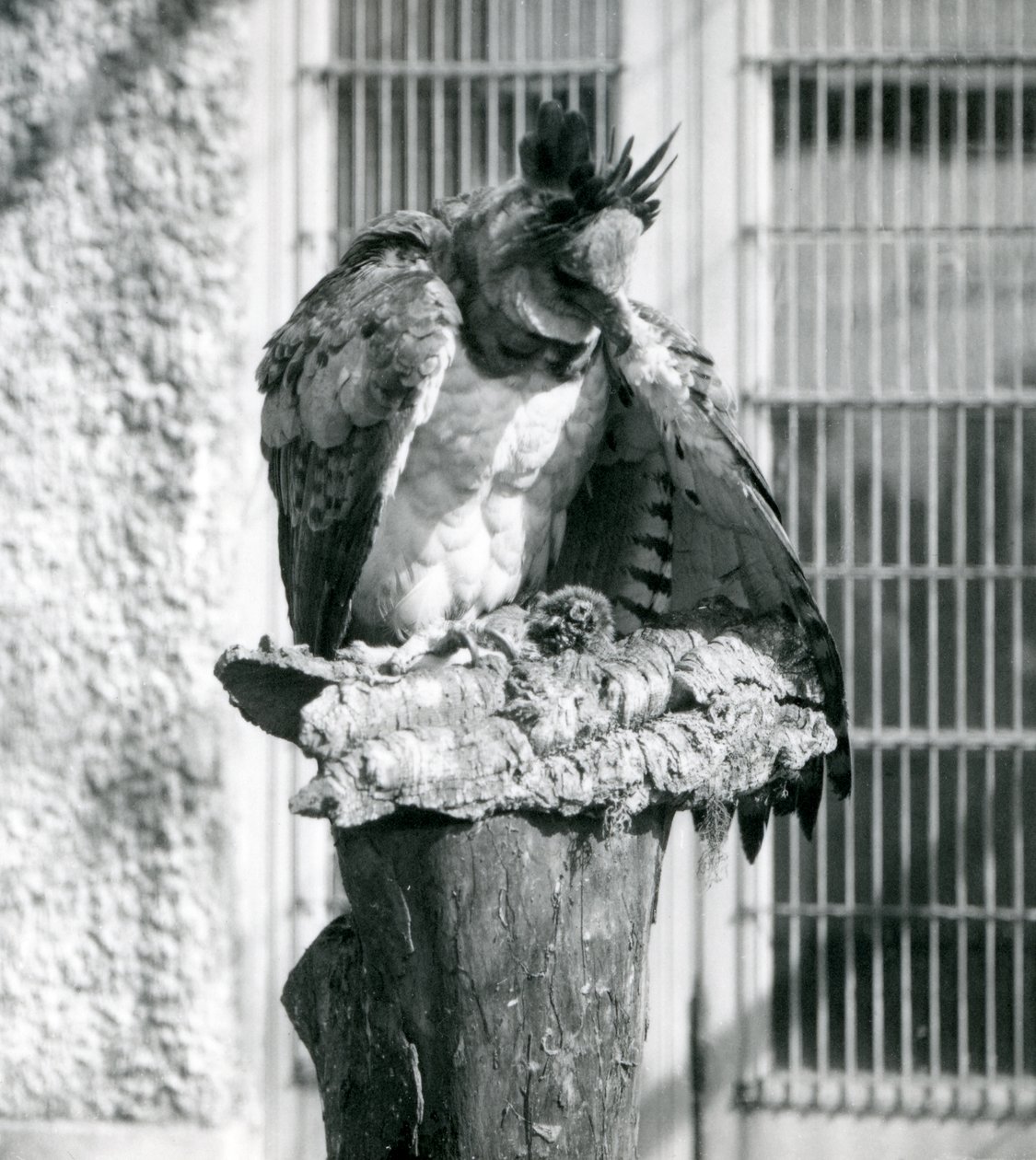 Harpy Eagle Lontoon eläintarhassa huhtikuussa 1914 tekijältä Frederick William Bond