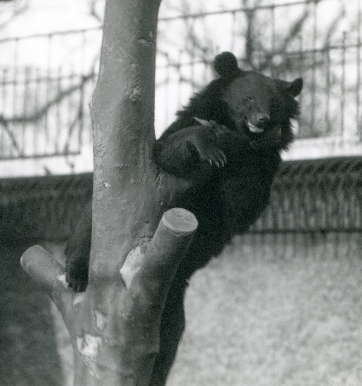 Himalajan ruskeakarhu Isabelline Bear Dzu-Teh puussa Lontoon eläintarhassa vuonna 1925 tekijältä Frederick William Bond