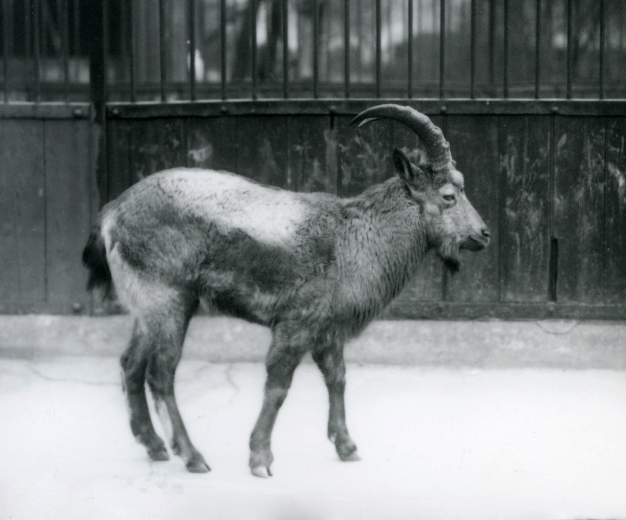 Himalajanvuohi Lontoon eläintarhassa seisomassa, 1927. tekijältä Frederick William Bond