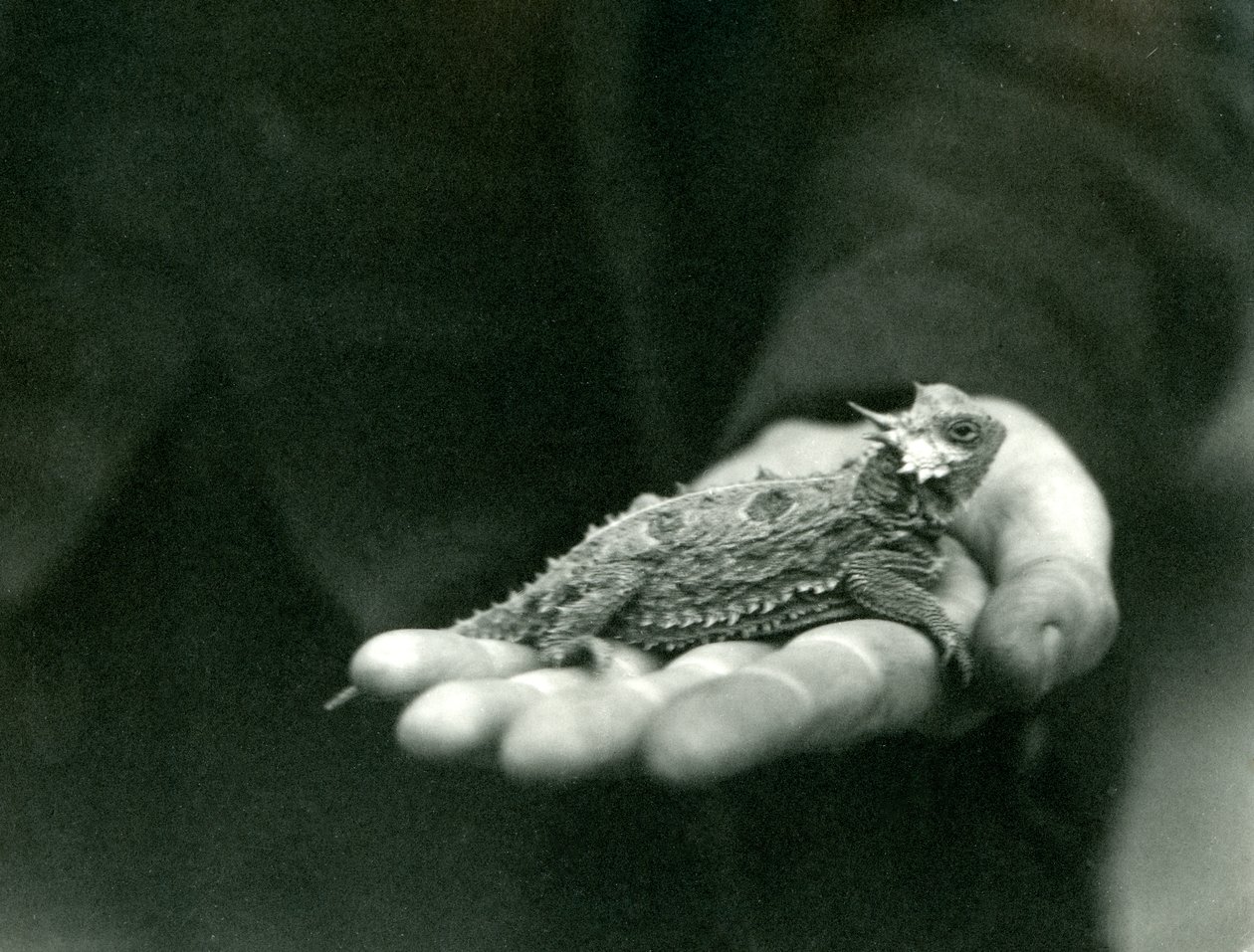 Sarvikas lisko lepää vartijansa kädessään, Lontoon eläintarha, huhtikuu 1923 (bw kuva) tekijältä Frederick William Bond