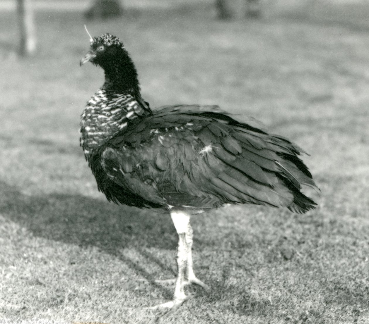 Horned Screamer seisoo ruohikolla Lontoon eläintarhassa syyskuussa 1927. tekijältä Frederick William Bond