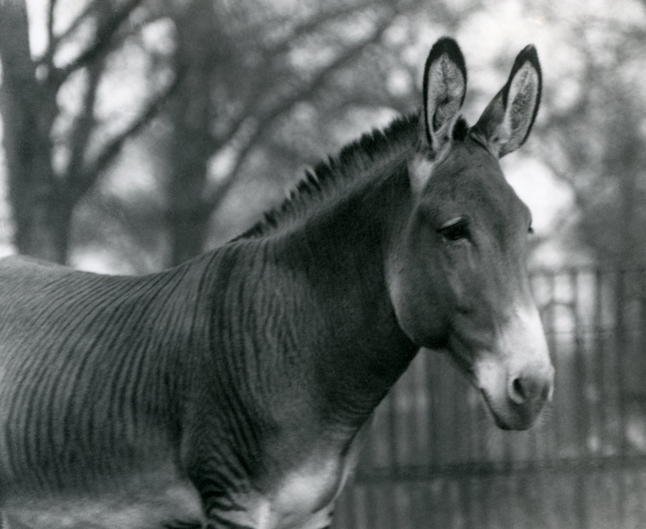 Hybridisebra Lontoon eläintarhassa heinäkuussa 1924 tekijältä Frederick William Bond