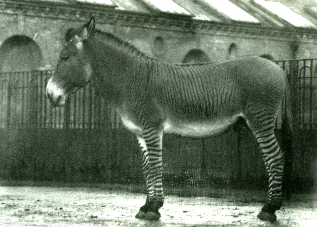 Hybridisebra aitauksessaan Lontoon eläintarhassa, 1924 (bw kuva) tekijältä Frederick William Bond