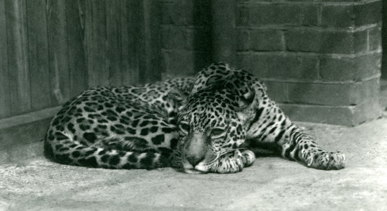 Jaguar lepää Lontoon eläintarhassa kesäkuussa 1924 tekijältä Frederick William Bond