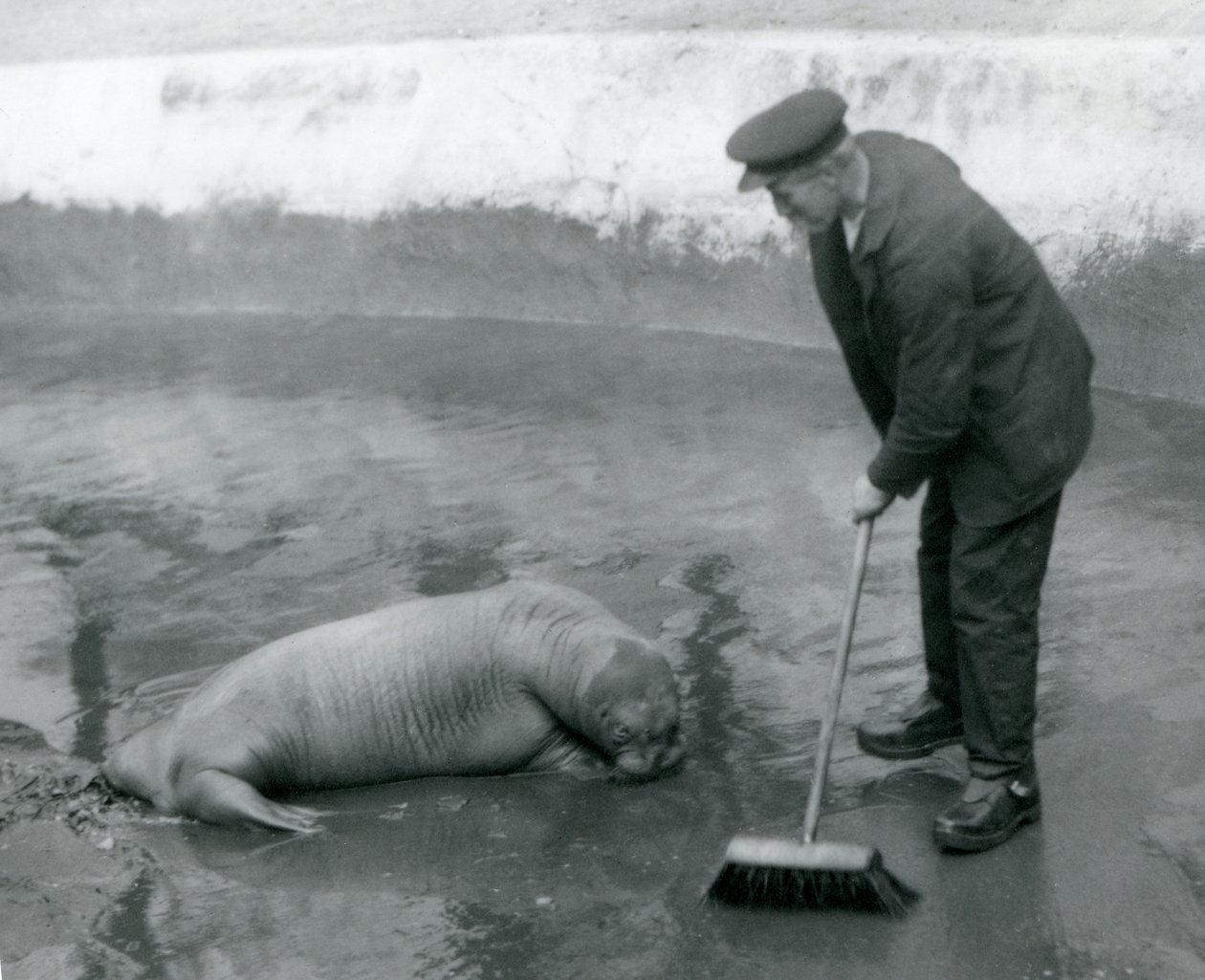 Keeper pyyhkäisee Walrus-altaalla Lontoon eläintarhassa elokuussa 1924 tekijältä Frederick William Bond