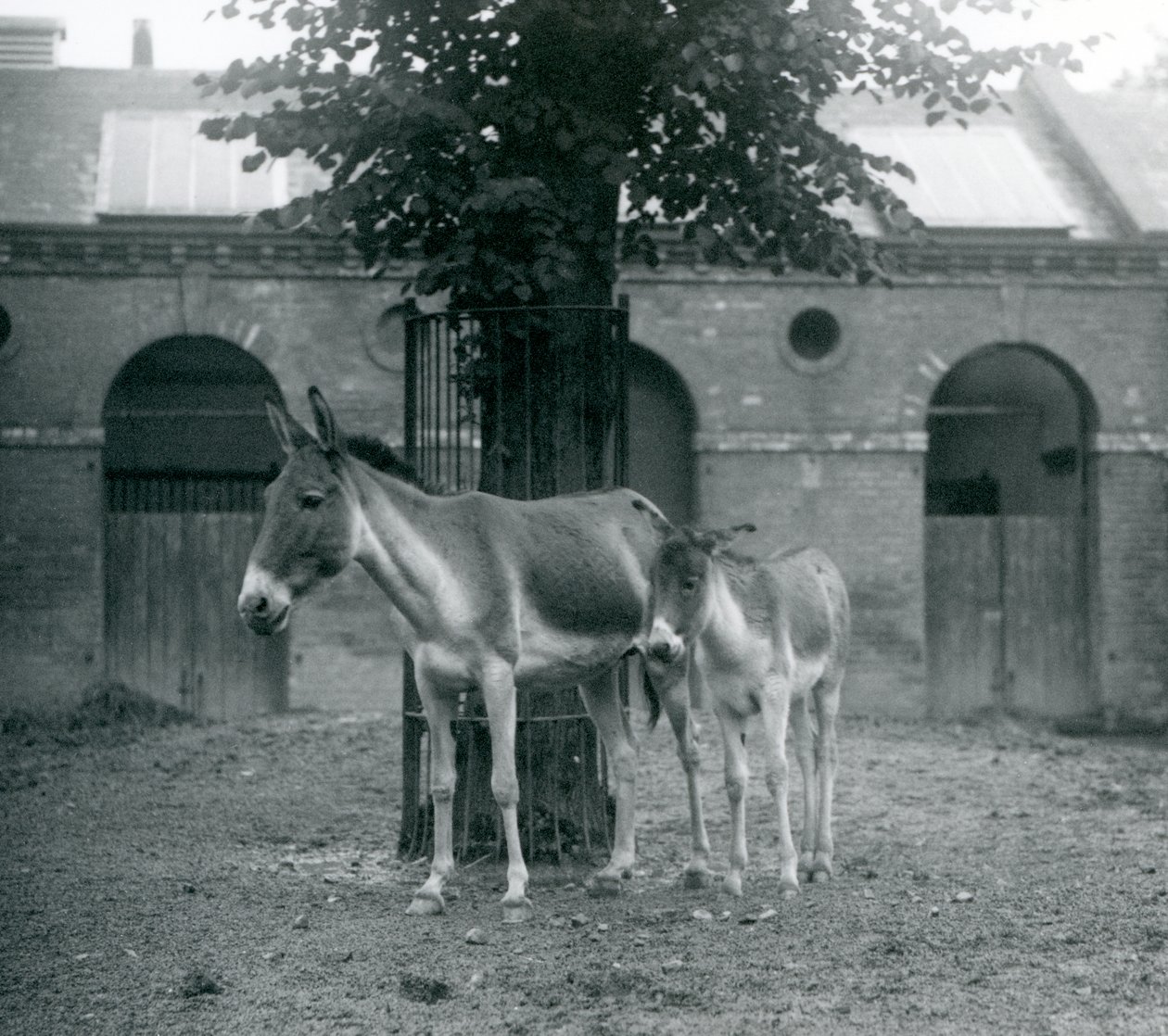 KiangTibetiläinen villiaasiKhyangGorkhar ja sen varsa seisovat puun alla tarhassaan, Lontoon eläintarha, elokuu 1927. tekijältä Frederick William Bond