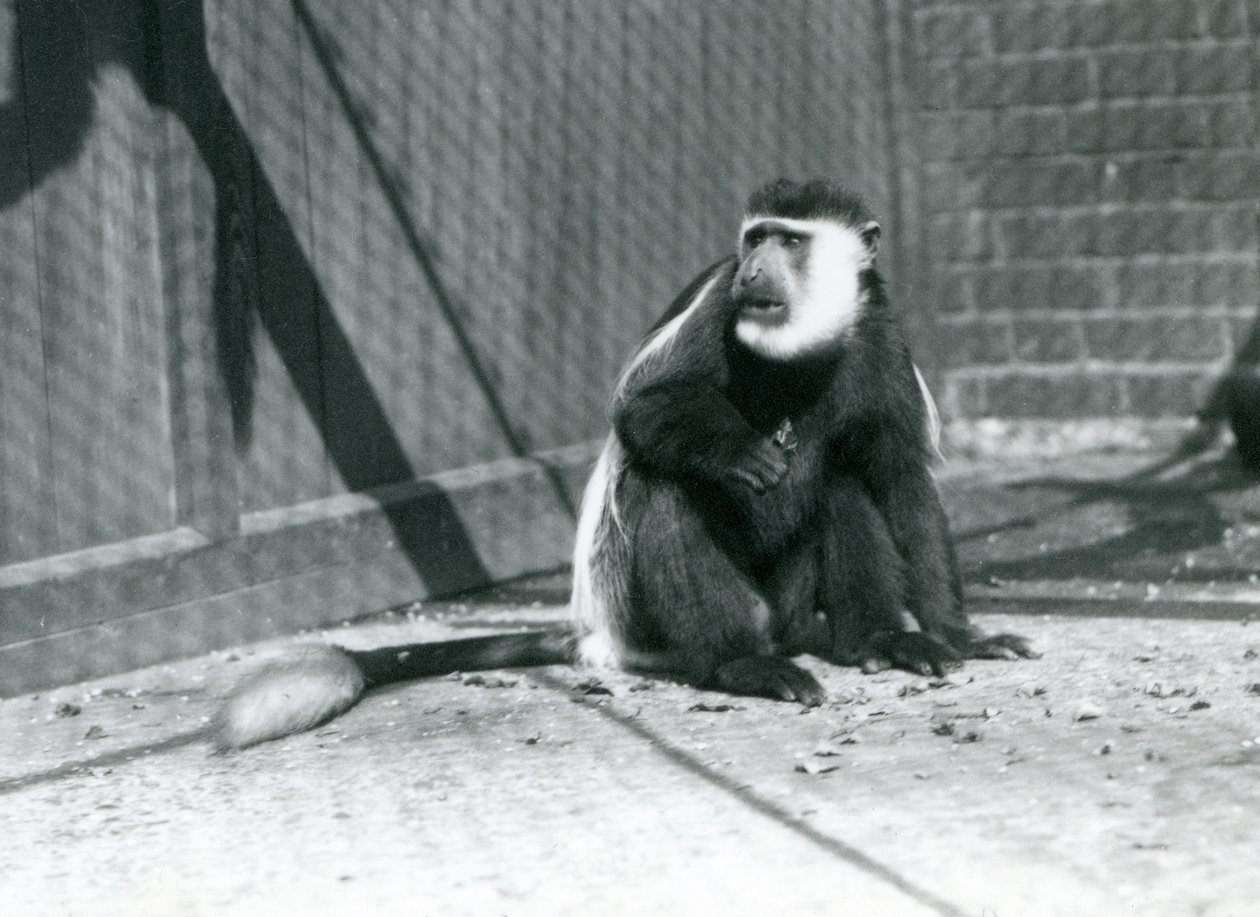 Kikuyu mustavalkoinen Colobus Monkey istumassa aitassaan Lontoon eläintarhassa heinäkuussa 1925 tekijältä Frederick William Bond