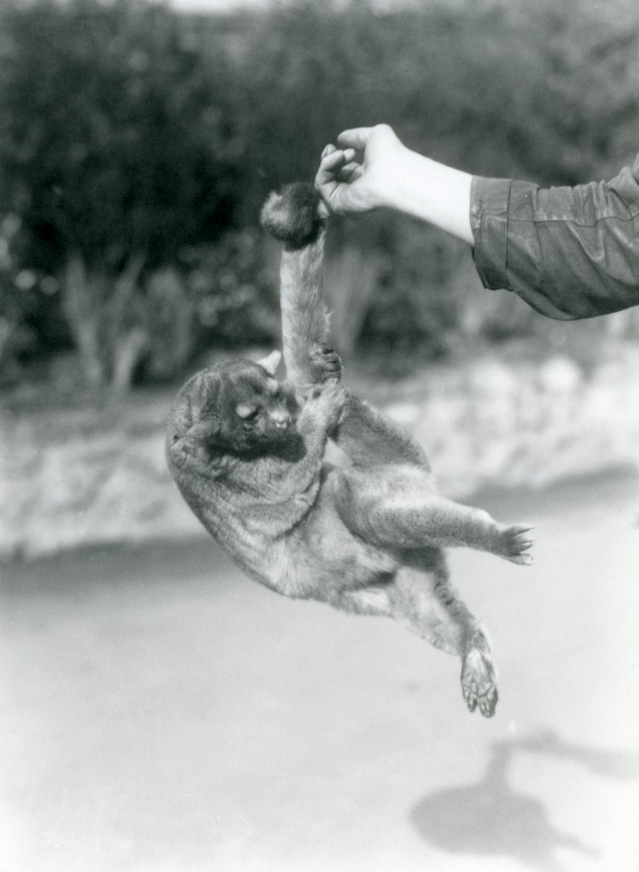 Kinkajou roikkuu eläintenhoitajan sormessa kurottavalla hännällään, Lontoon eläintarha, syyskuu 1925. tekijältä Frederick William Bond