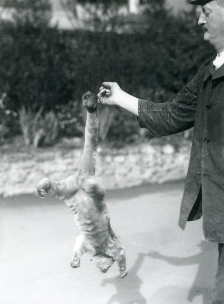 Kinkajou roikkuu ylösalaisin varsihännän varassa hoitajan sormesta, Lontoon eläintarha, syyskuu 1925. tekijältä Frederick William Bond