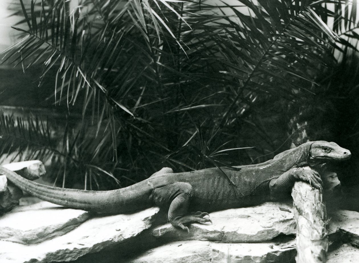 Komodo DragonMonitor nojaa niskaansa ja etujalat tukkia vasten Lontoon eläintarhassa kesäkuussa 1927 tekijältä Frederick William Bond