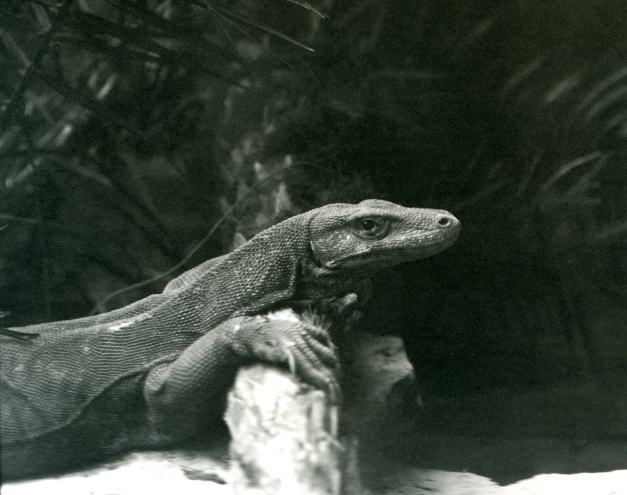 Komodo DragonMonitor nojaa niskaansa ja etujalat tukkia vasten Lontoon eläintarhassa kesäkuussa 1927 tekijältä Frederick William Bond