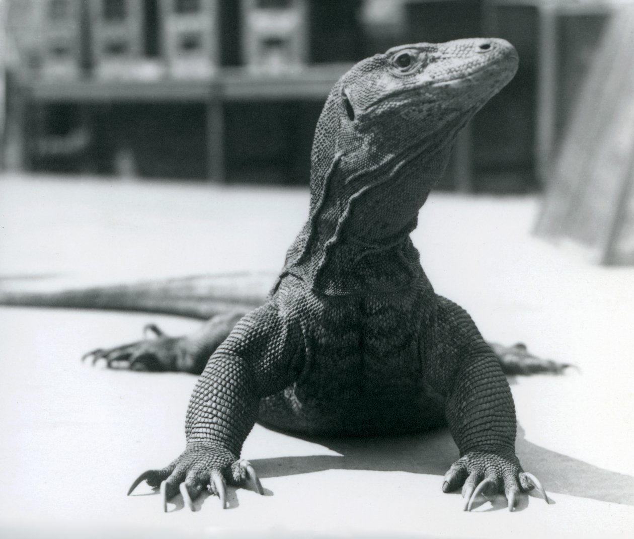 Komodon lohikäärme Lontoon eläintarhassa, elokuu 1928 tekijältä Frederick William Bond