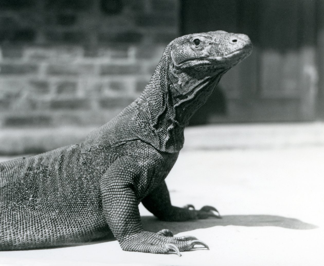 Komodon lohikäärme Lontoon eläintarhassa elokuussa 1928 (m/v kuva) tekijältä Frederick William Bond
