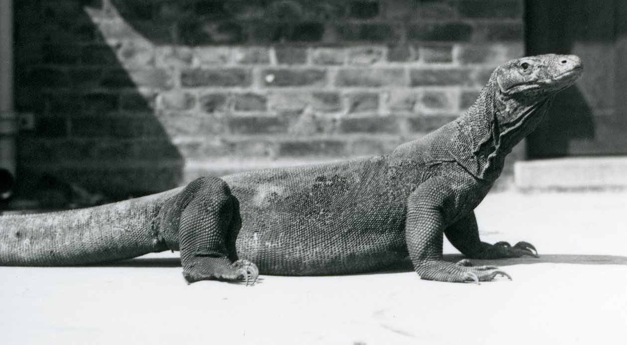 Komodon lohikäärme Lontoon eläintarhassa elokuussa 1928 (m/v kuva) tekijältä Frederick William Bond