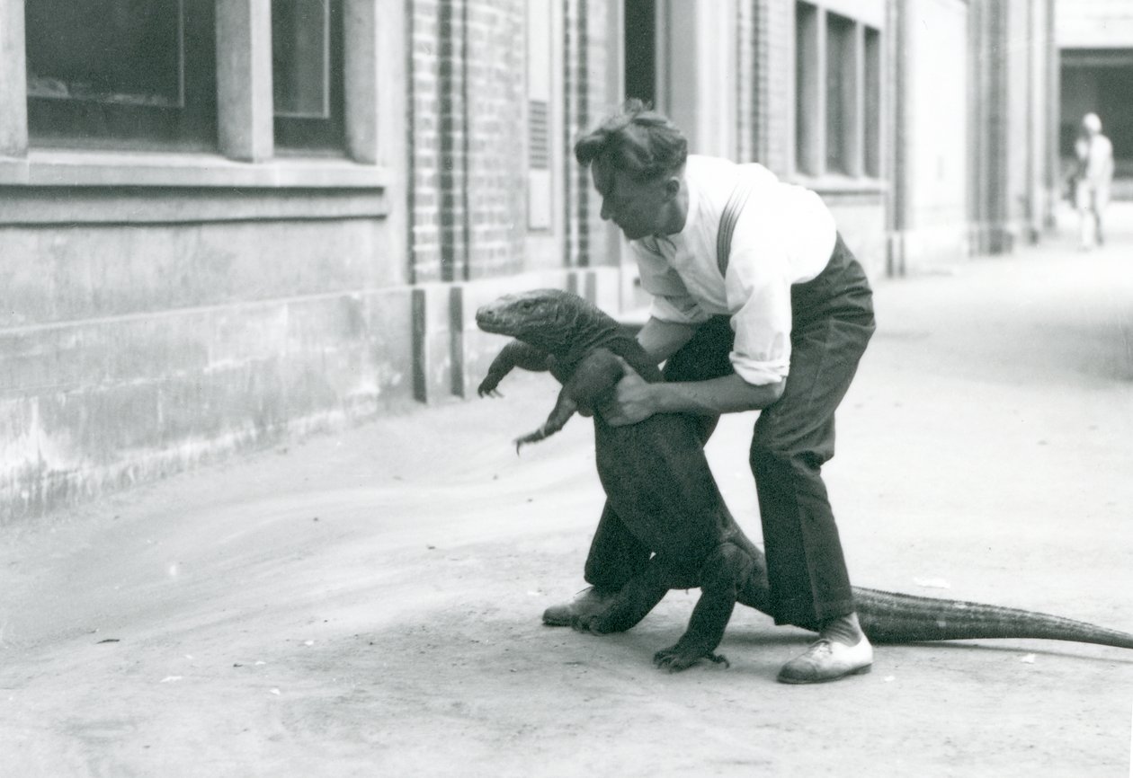 Lontoon eläintarhan vartija piti Komodon lohikäärmettä takajaloillaan elokuussa 1928 (b/w kuva) tekijältä Frederick William Bond