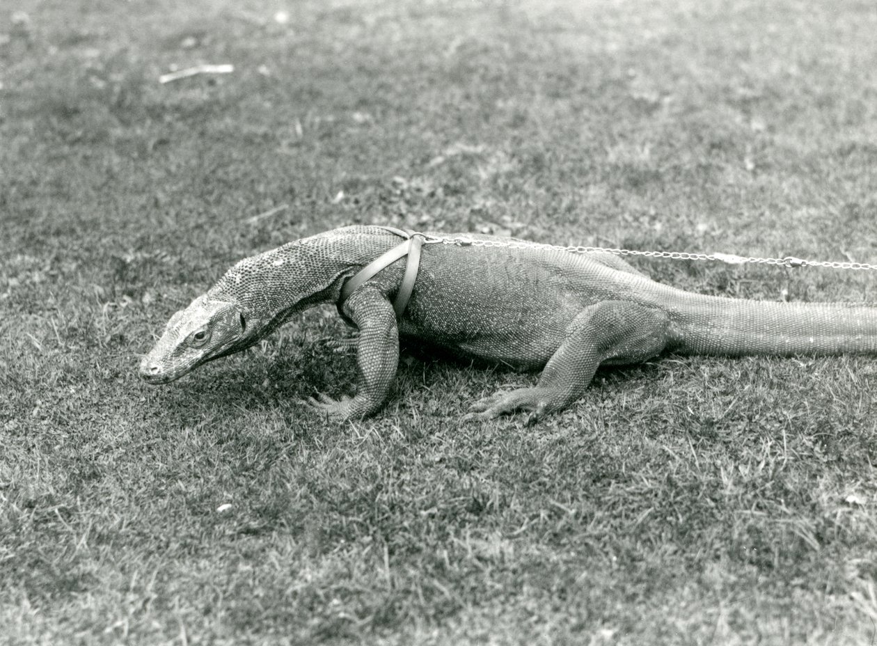 Komodo-lohikäärme kävelylle nurmikolle valjaissa ja talutushihnassa (m/w kuva) tekijältä Frederick William Bond