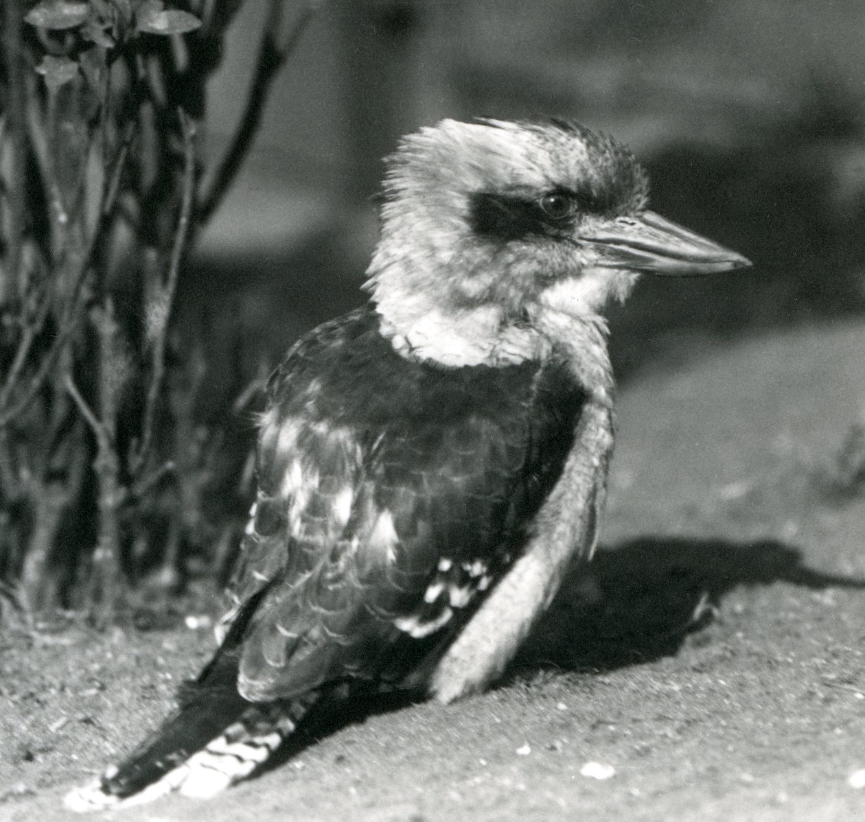 Naurava Kookaburra Lontoon eläintarhassa huhtikuussa 1925 tekijältä Frederick William Bond