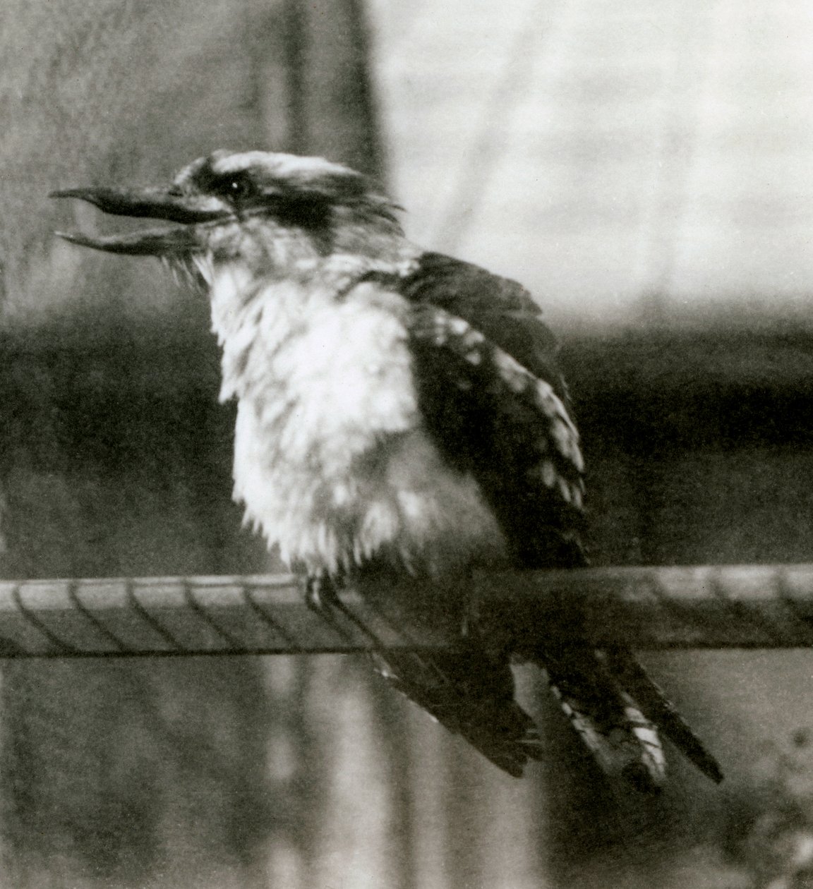 Naurava Kookaburra Lontoon eläintarhassa lokakuussa 1924 tekijältä Frederick William Bond