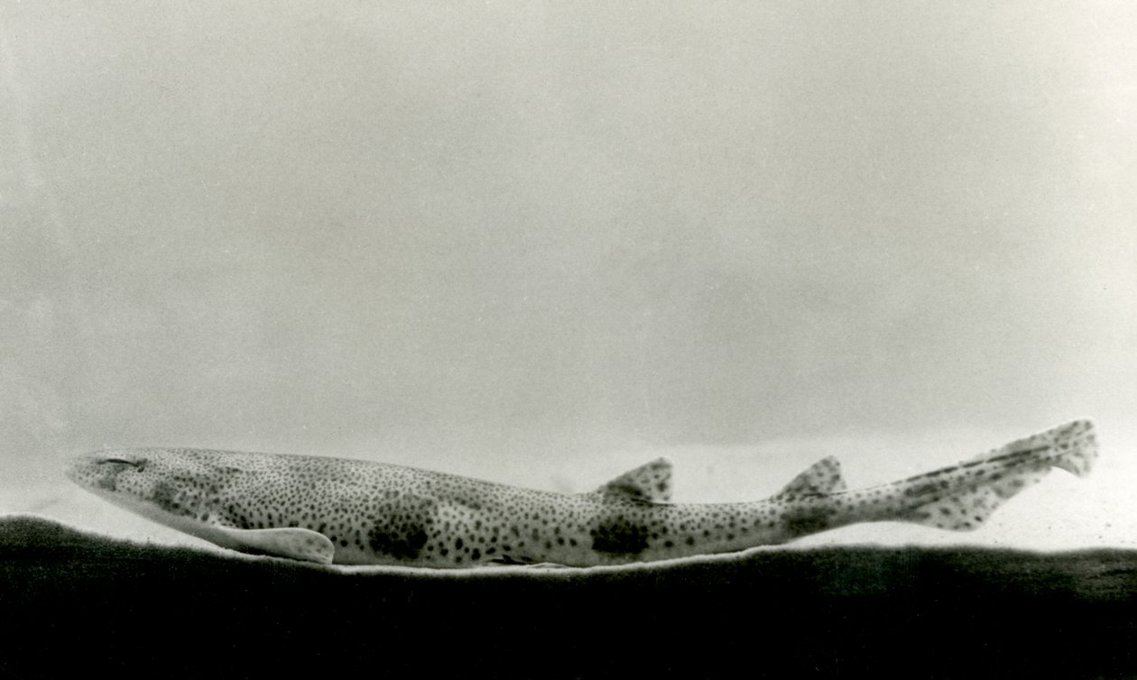 Vähätäpläinen haira Lontoon eläintarhassa vuonna 1924 tekijältä Frederick William Bond