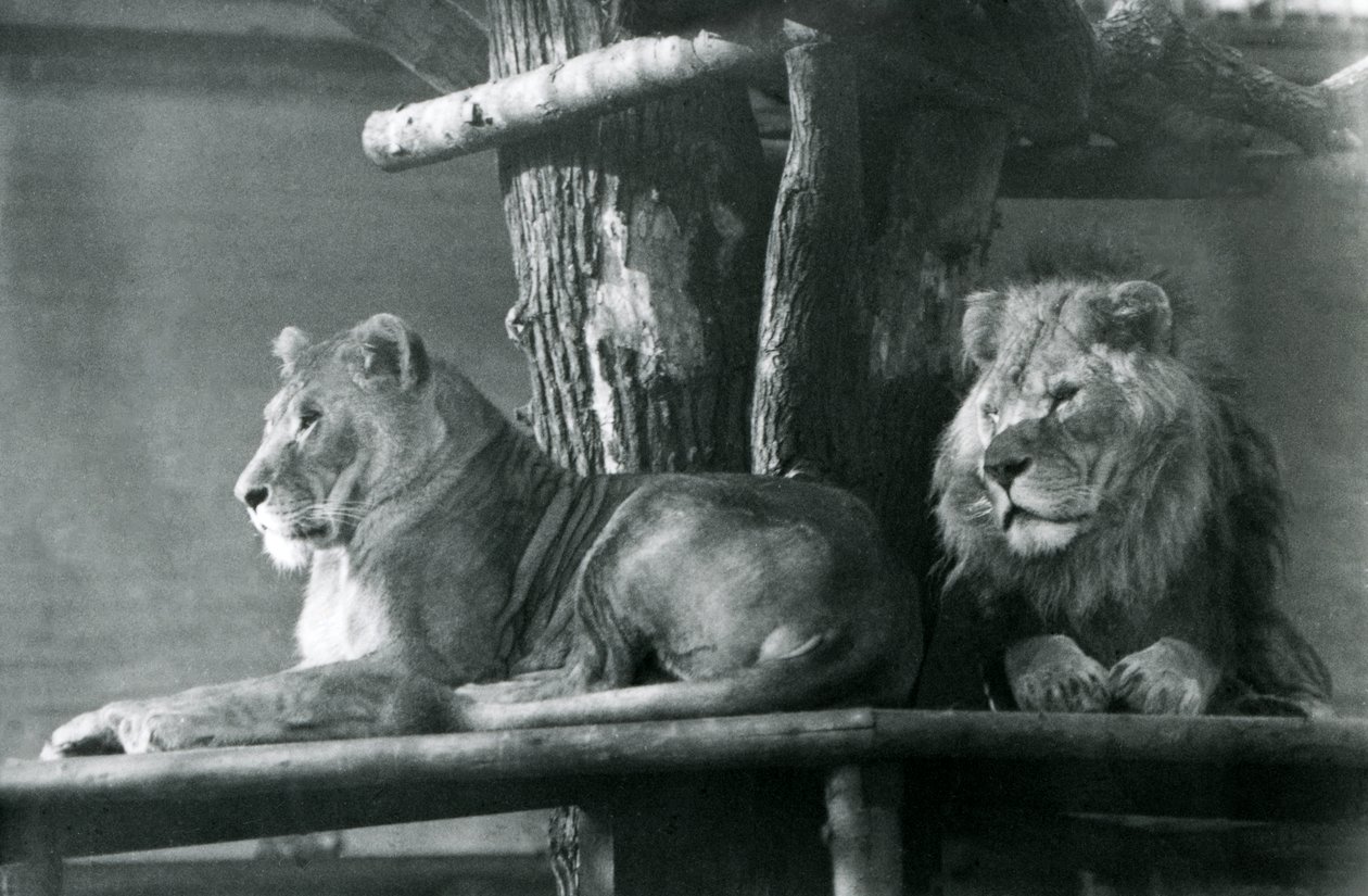 Leijona ja naarasleijona lepäämässä korkealla tasanteella aitauksessaan Lontoon eläintarhassa vuonna 1929 (m/v kuva) tekijältä Frederick William Bond