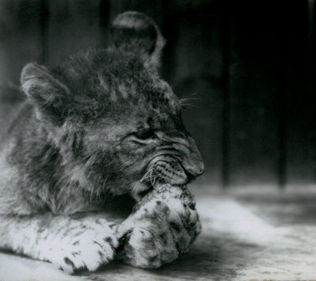 Leijonanpentu ruokkii ZSL London Zoo -eläintarhassa vuonna 1927. tekijältä Frederick William Bond