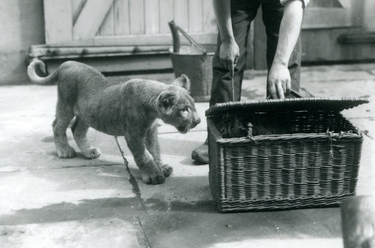Leijonanpentu katselee tiikerinpentua korissa, jota eläintenhoitaja avaa, Lontoon eläintarha, syyskuu 1925. tekijältä Frederick William Bond
