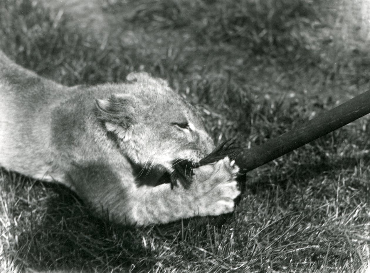 Leijonanpentu leikkii hoitajansa pitämällä mopilla ruohikolla pesänsä edessä, Lontoon eläintarha, syyskuu 1925. tekijältä Frederick William Bond